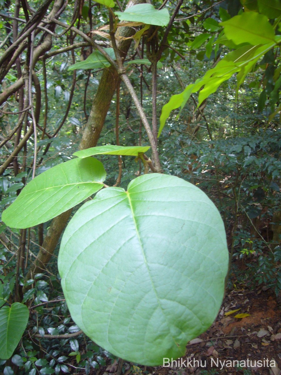 Chonemorpha fragrans (Moon) Alston